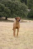 RODESIAN RIDGEBACK 279